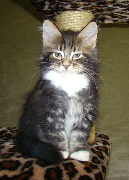     Catsvill County!   !    !       !!!    Catsvill County +7-926-544-74-09     .   ,   ,   ,    ,   ,  ,     ,   -,    ,   !